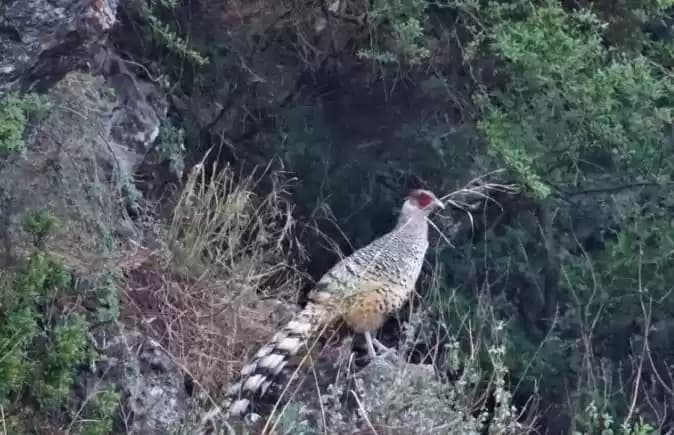 burung langka
