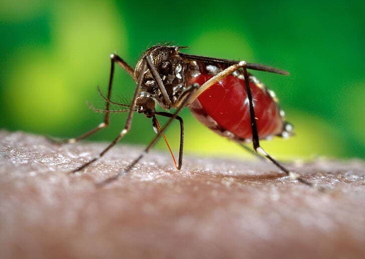 Kasus Malaria Ditemukan di AS untuk Pertama Kalinya dalam 20 Tahun