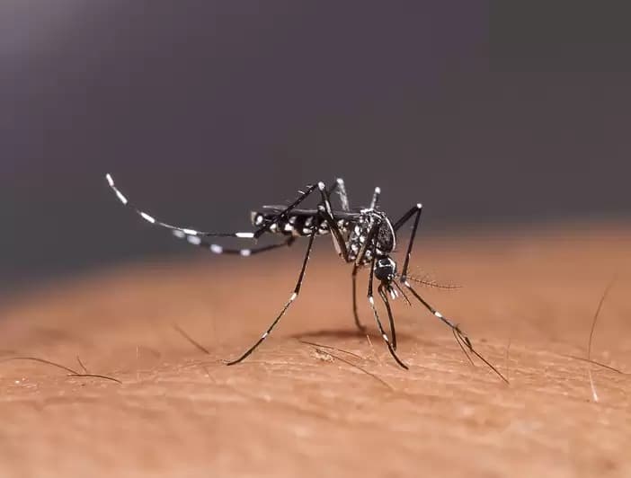 Gawat!! 4 Miliar Orang di Dunia Berisiko Terinfeksi Virus Demam Berdarah