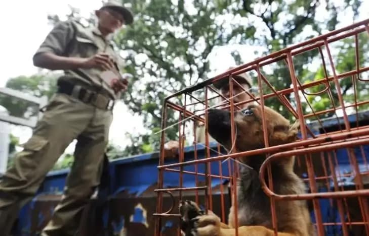Polisi Amankan Truk Pengangkut Ratusan Anjing di Tol Kalikangkung