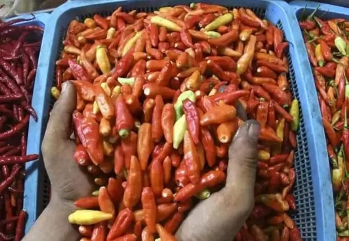 Dear Warga Jakarta, Hargai Cabai Tak Sampai Rp100 Ribu per Kilogram Nih!