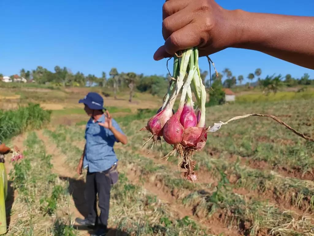 Bawang Goreng Menembus Pasar Belanda