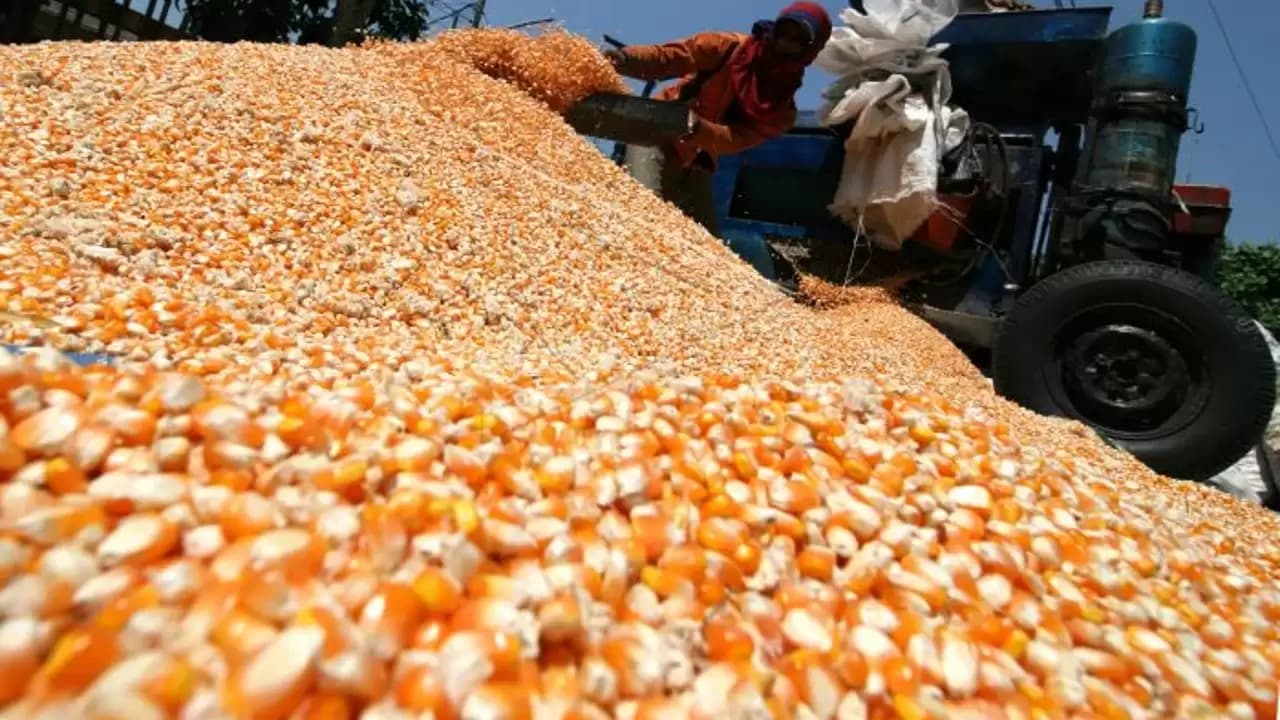 Pemerintah Impor 20 Ribu Ton Jagung Pakan Ternak