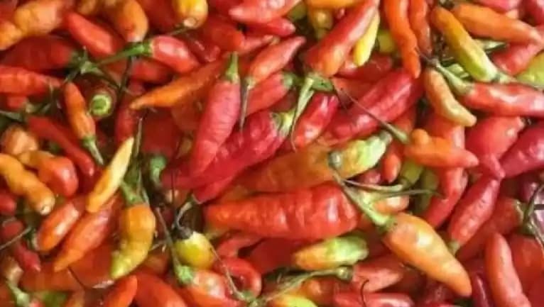 Foto Cabai Rawit Merah