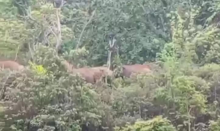 Foto Gajah Liar Masuk Permukiman Warga di Lambar