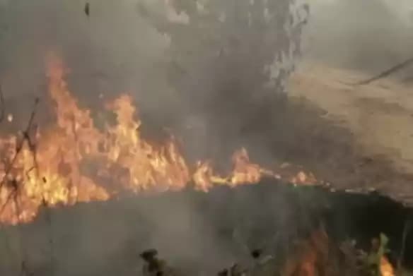 Foto Kebakaran Hutan