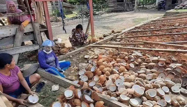 Foto Petani Kopra di Kecamatan Poleang Tengah