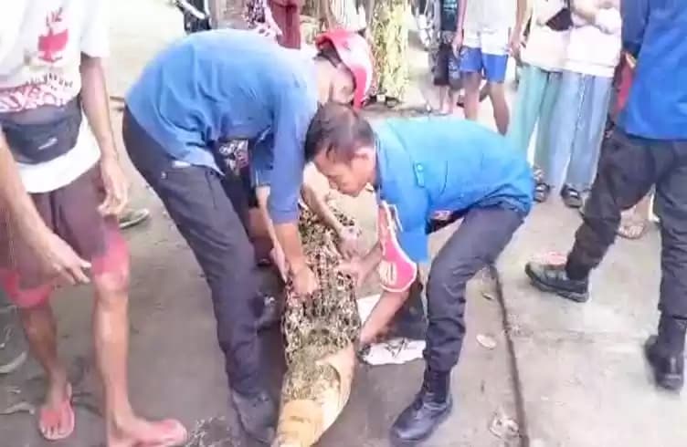 Foto Petugas Damkarmat dan warga saat mengevakuasi buaya