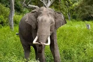 Gajah liar
