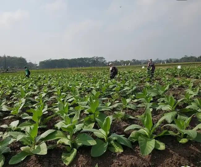 Hamparan tembakau Selopuro