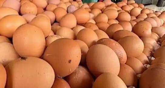 Harga telur Ayam