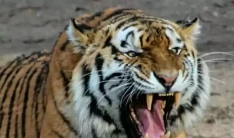 Harimau