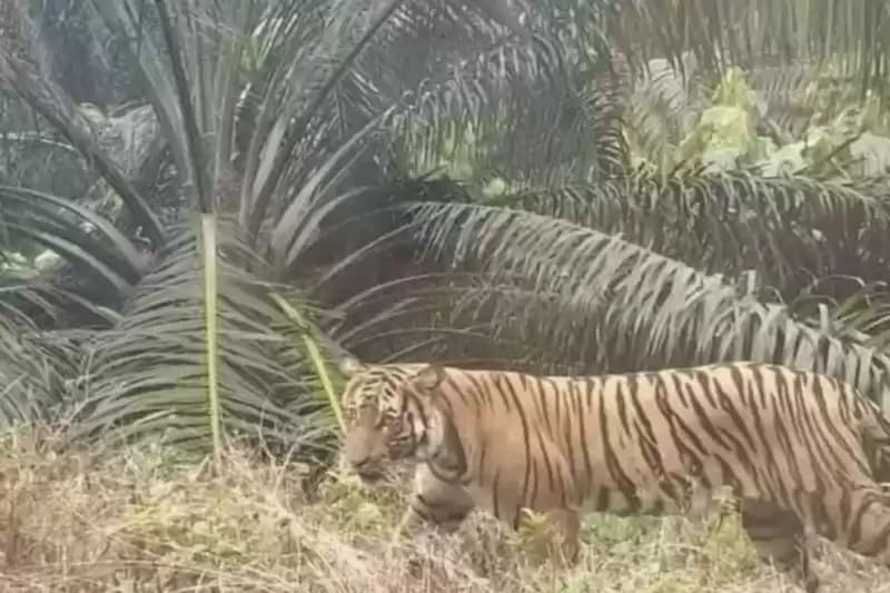 harimau terkam warga