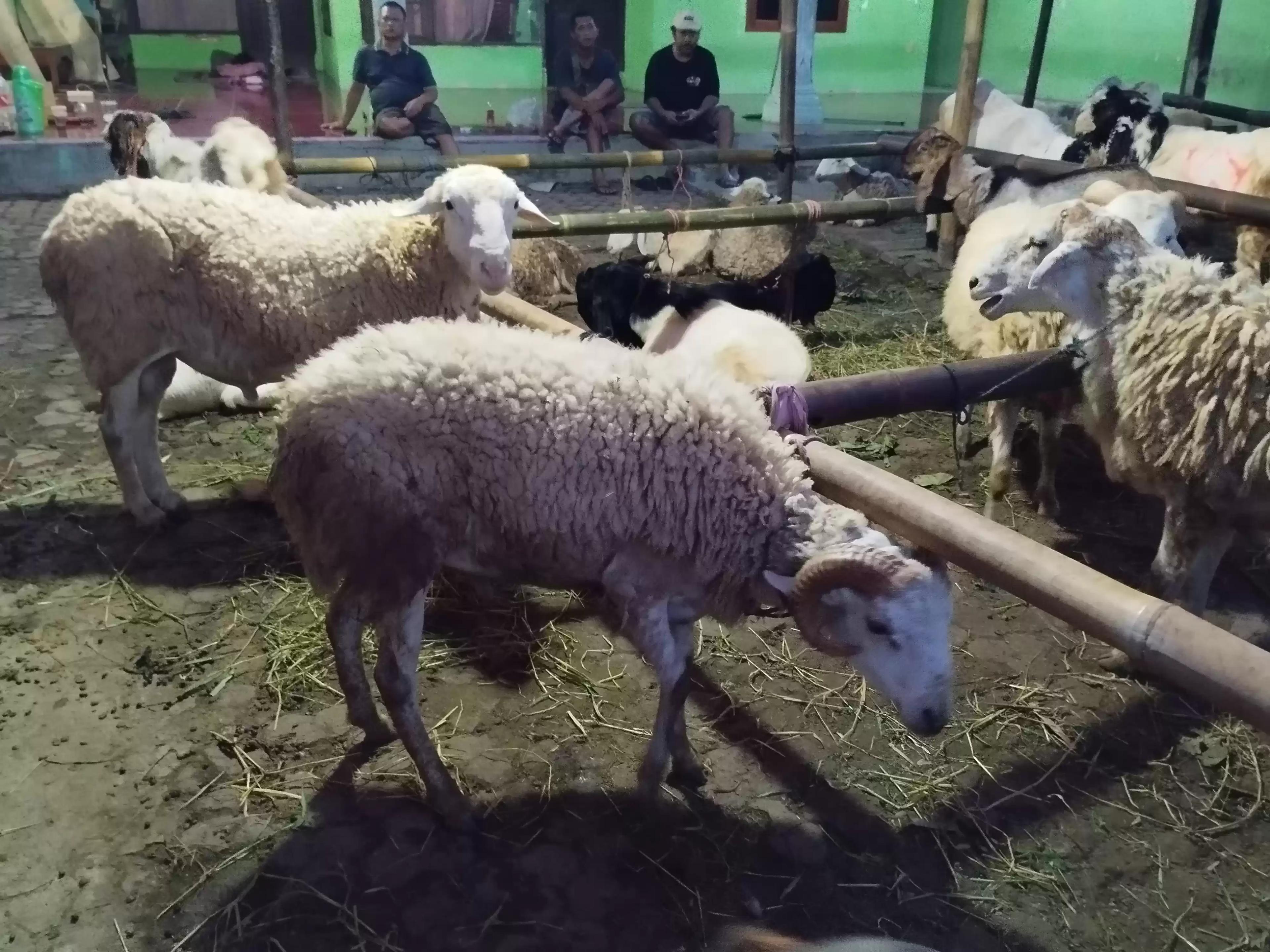 Hewan Kurban (Foto: Dok MI)