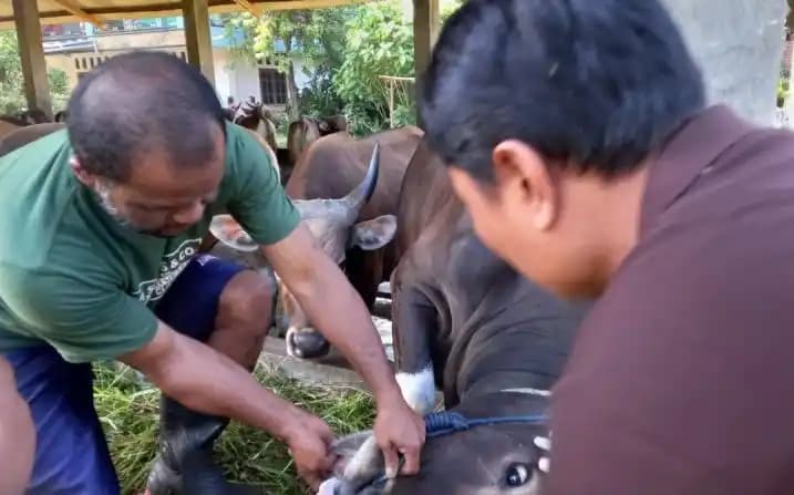 Hewan ternak jenis sapi di Kota Bengkulu saat diberikan vaksin