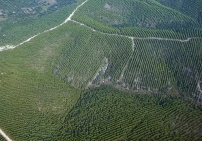 Hutan Tanaman Industri (HTI) di Riau