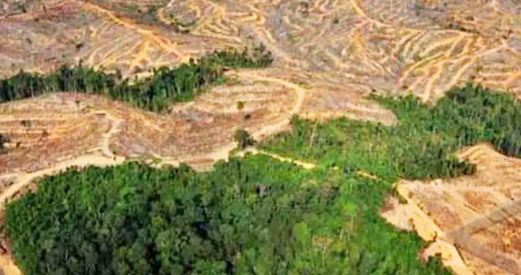 Indonesia Kehilangan 10,5 Juta Hektare Hutan Primer