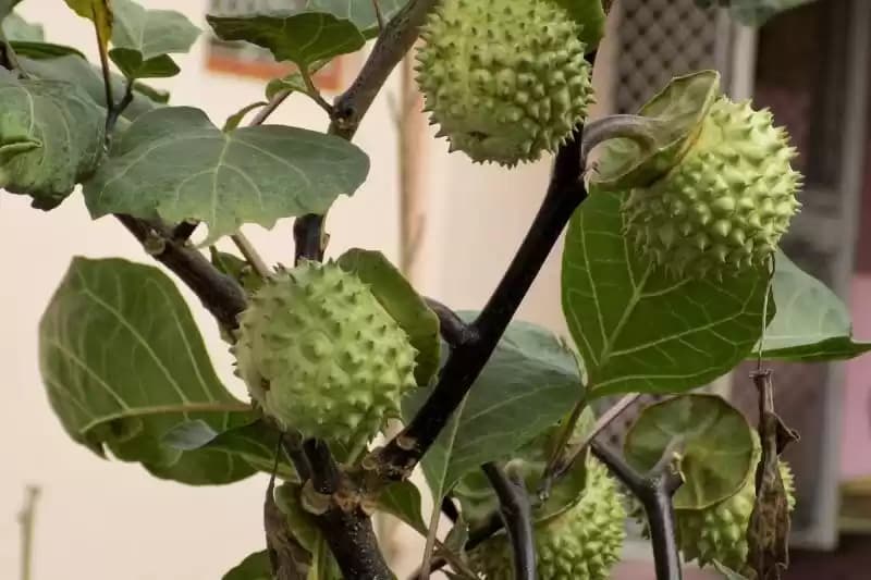 kecubung
