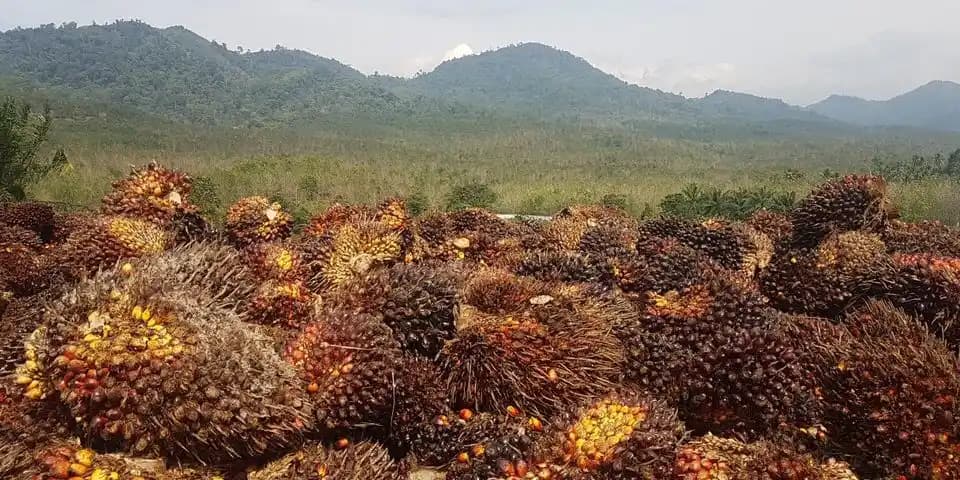 Kelapa Sawit