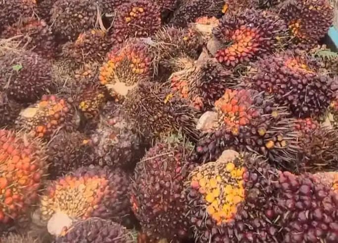 Kelapa Sawit