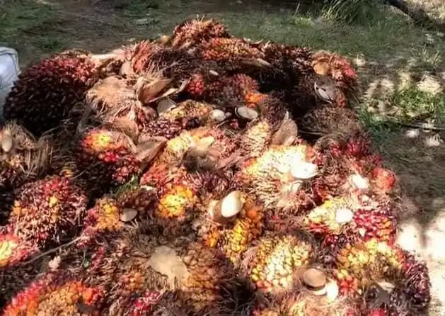 Harga CPO Melonjak ke Level Tertinggi 15 Bulan, Reli Lima Pekan Berturut-turut