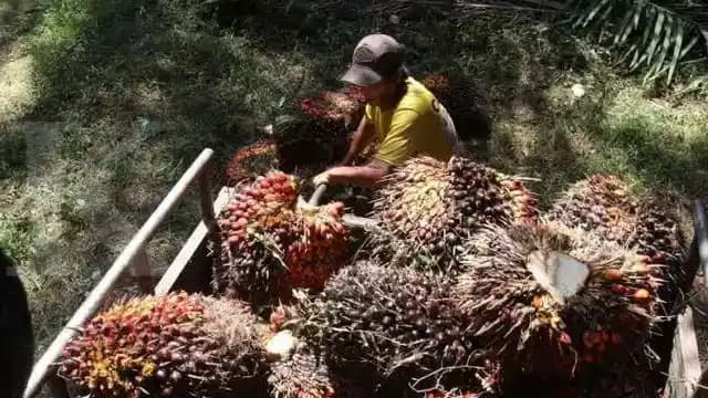 Kelapa Sawit
