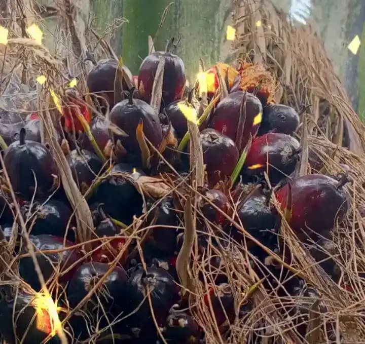 Kelapa Sawit