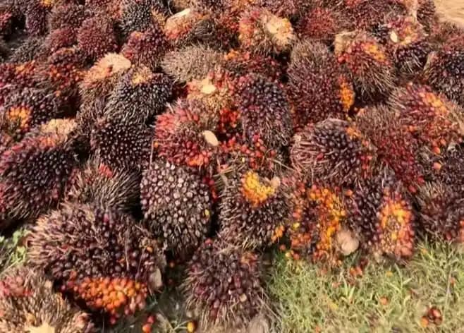 Kelapa Sawit