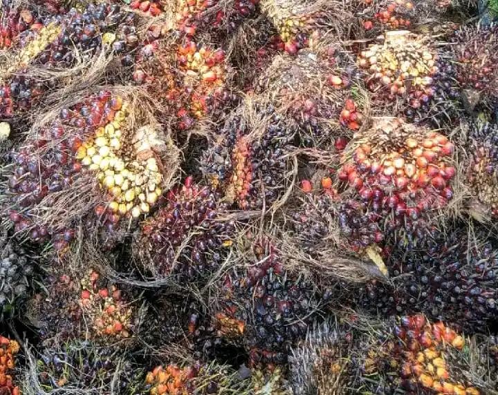 Kelapa Sawit (Foto: Dok MI)