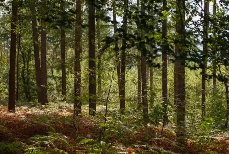 Kemenhut Tegaskan Tidak Ada Izin Tebang Kayu di Tapanuli Selatan Sejak Juli 2025