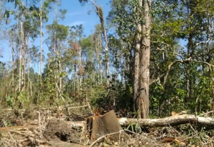 Kementerian Kehutanan merebut kembali lahan hutan seluas 1.875 hektare dari penguasaan ilegal di Bengkulu