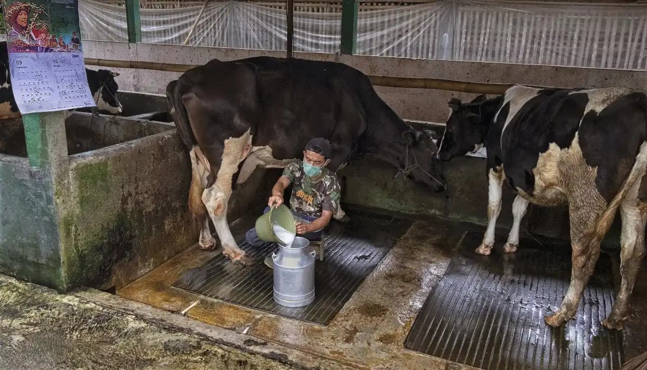 Klaster Susu Ponorogo