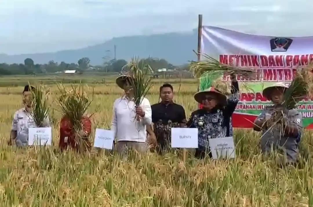 Koperasi Merah Putih Wlingi Mulai Panen Raya, Gandeng Petani Lewat Skema Permodalan dan Serap Hasil Panen