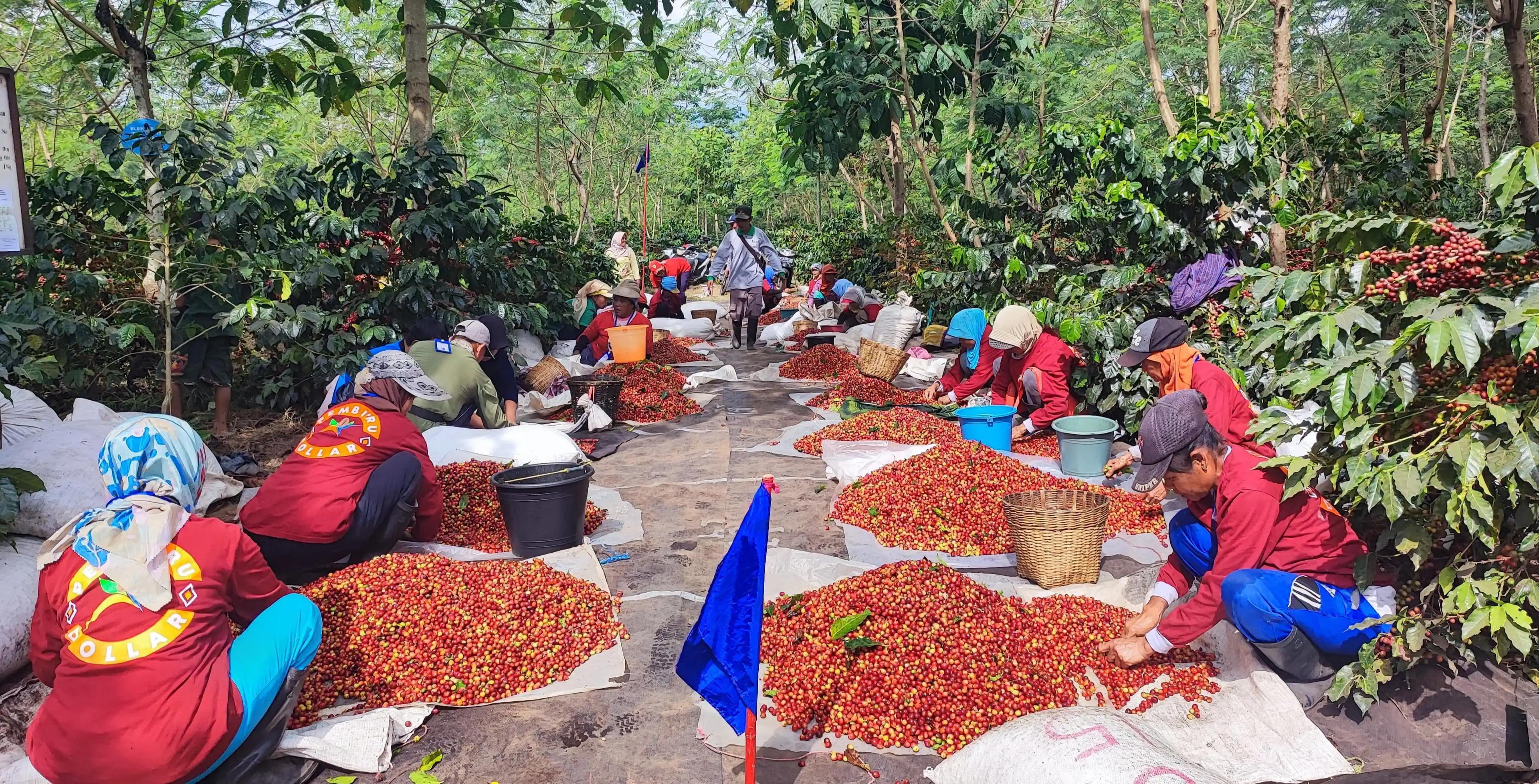 Kopi Arabika PTPN Kian Digemari Masyarakat Dunia