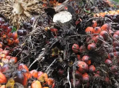 Korupsi Dana Sawit BPDPKS Nihil Tersangka