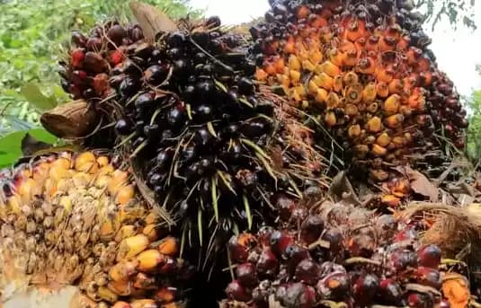 Korupsi Dana Sawit