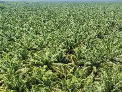 Korupsi Kebun Sawit