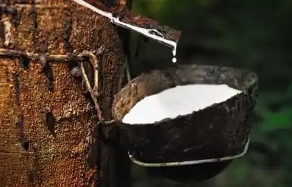 Korupsi Pengolaan Karet Kementan