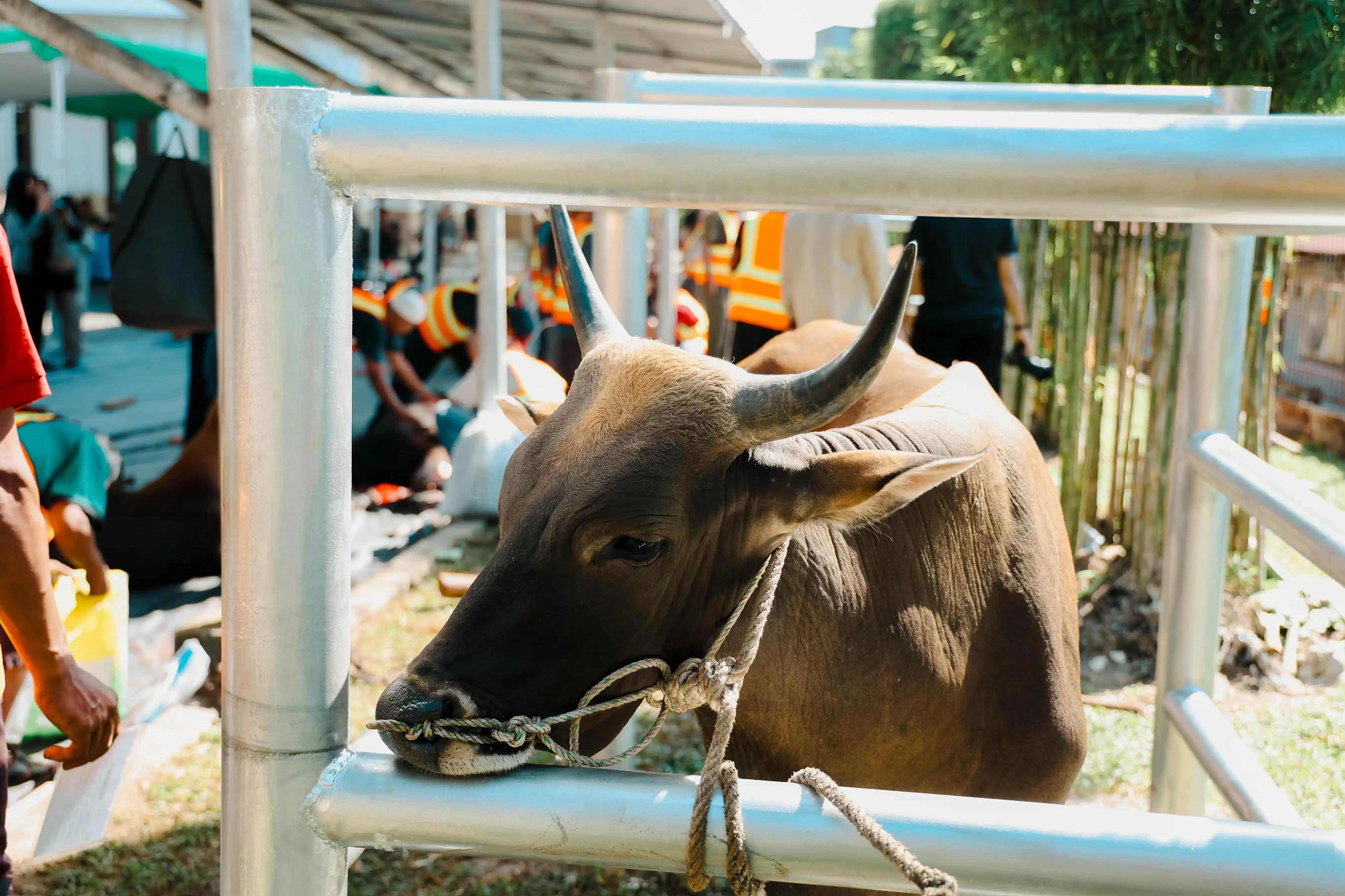 Muslim PalmCo Rampungkan Penyaluran 61 Ton Paket Daging Kurban di 50 Kabupaten dan Kota