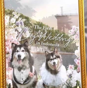 Pembantu Asisten Stafsus Presiden Nikahkan Anjing, Lecehkan Budaya-Agama!