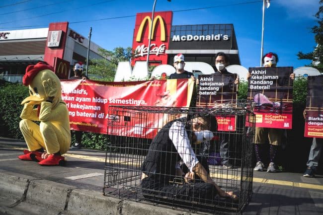 Organisasi Perlindungan Hewan Kecam McDonald’s Ngeyel Pakai Telur dari Kandang Baterai