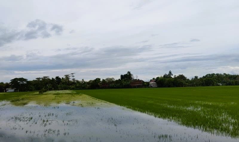 Tercatat 1.400 Hektare Tanaman Padi di Kabupaten Demak Tergenang Banjir
