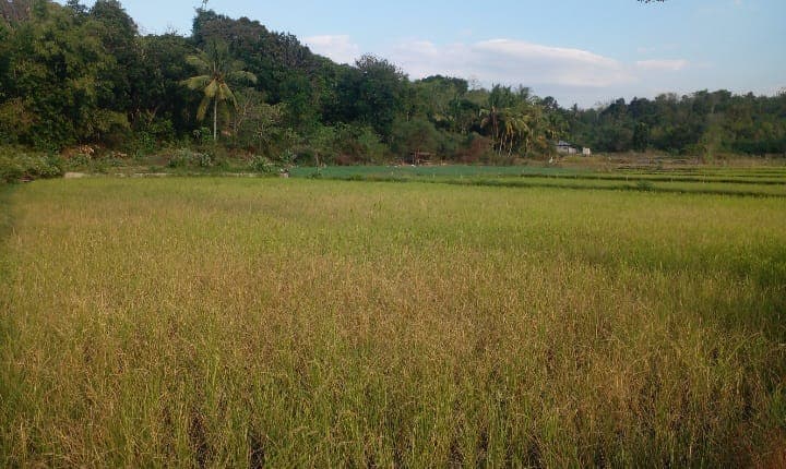 Tanaman Padi MT2 di Manggarai NTT Terancam Puso Akibat Kekeringan