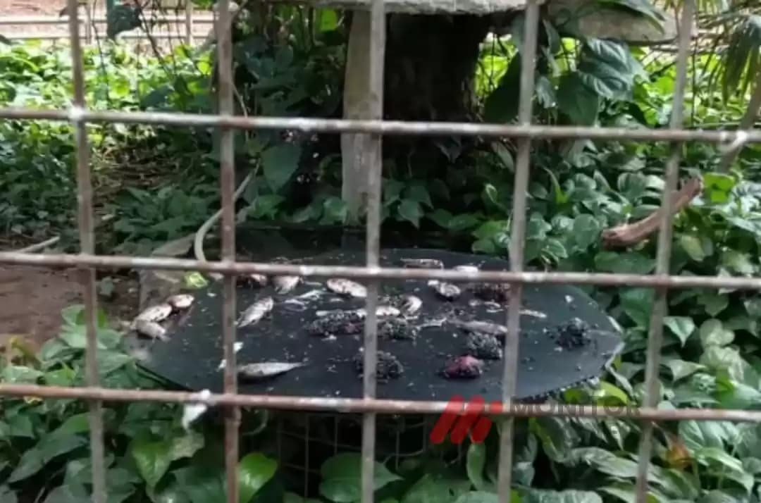 Pakan Satwa Ragunan dikorupsi