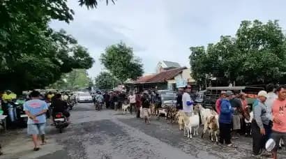 Pasar hewan Probolingg
