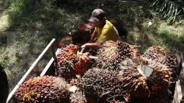 Pemerintah Akan Lakukan Peninjauan Ulang Tarif Pungutan Ekspor CPO