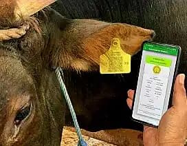 Pengadaan Eartag Penandaan dan Pendataan Hewan Ternak Sapi