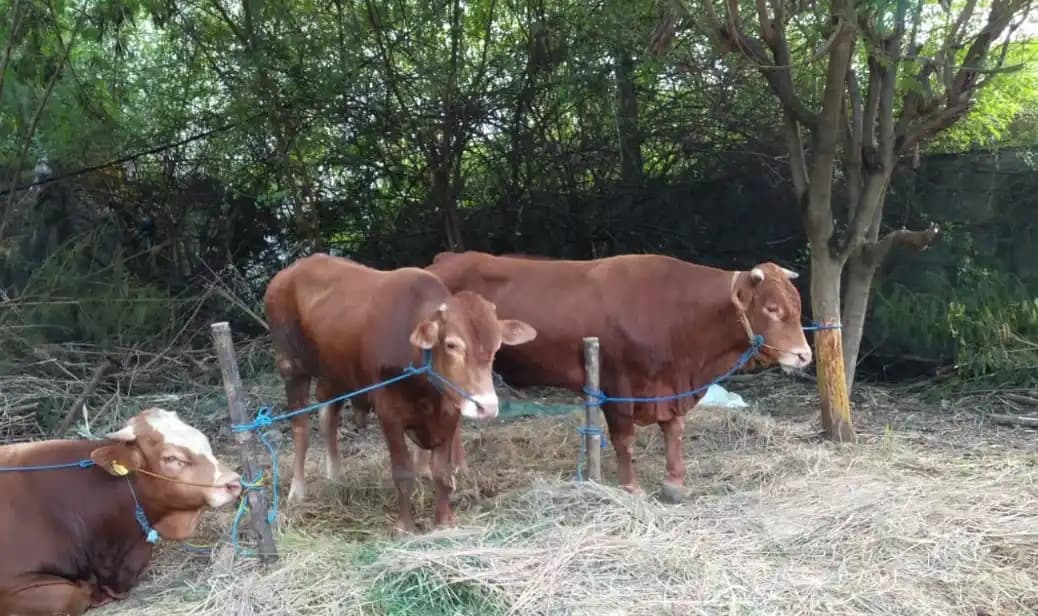 Pengadaan Eartag Secure QR Code Kementan