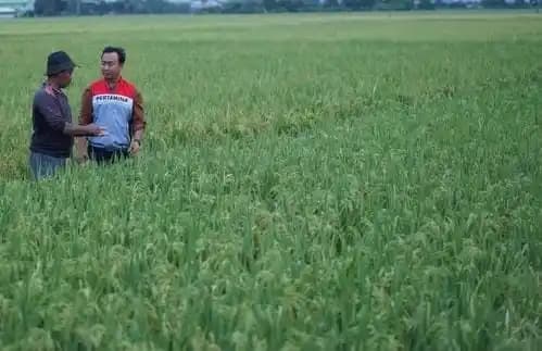 Pertamina Salurkan Energi Bersih Ke Lahan Pertanian Di Kalijaran
