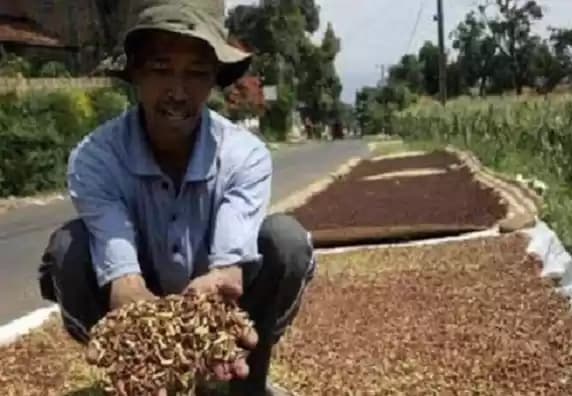Petani Sedang Menjemur Cengkeh